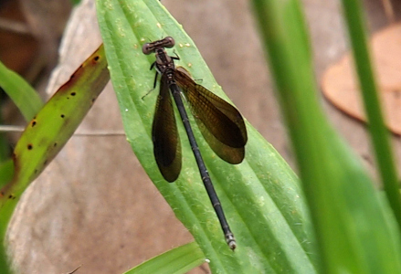 [A top-down view of a damselfly with its wings open to the side as it is perched on a wide green leaf. The wings are not quite two-thirds the length of the body. The solid green leaves behind the wings make the width-wise striped pattern of them visible.]